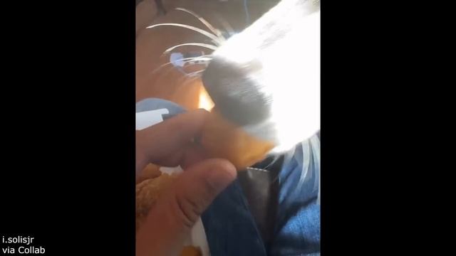 Suspect Escapes Interrogation Room