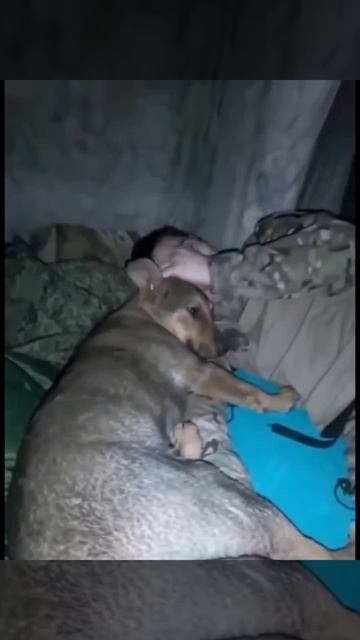 Юмор. Павлику не до дежурства, сами идите дежурьте 😁