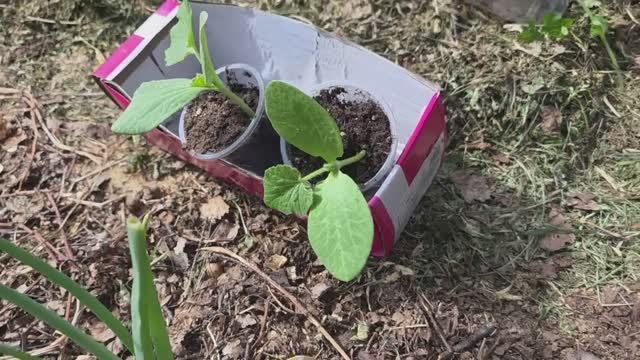 Сажаю кабачки в траву | урожай без хлопот и сорняков
