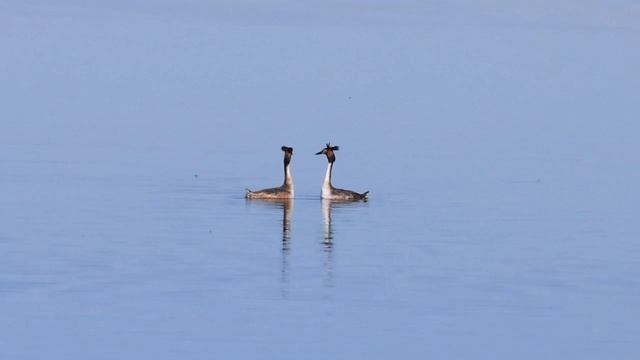 🐦Брачные игры птиц в Синьцзяне