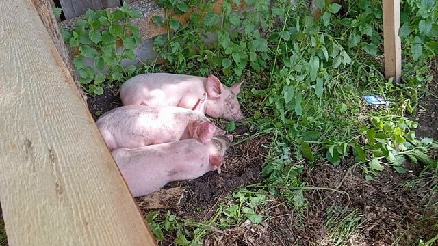 маленькие поросята