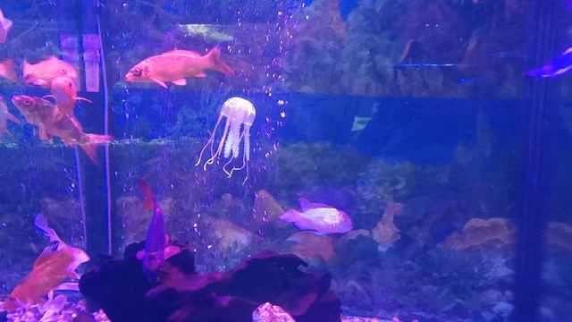 VID_20240612_114451