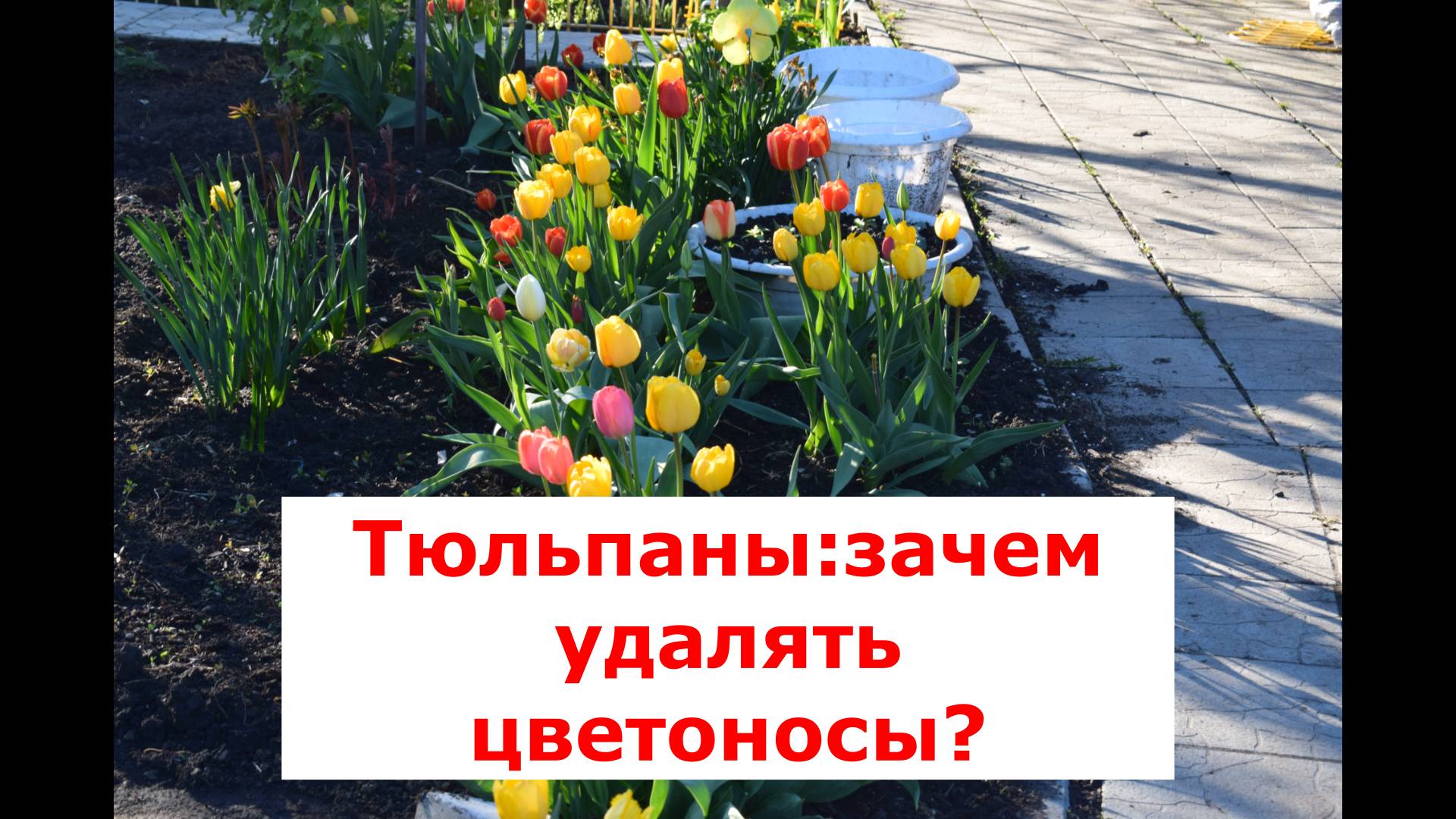 Тюльпаны: как получить много цветов у тюльпанов? #цветы #тюльпаны #удалениецветоносов #советы