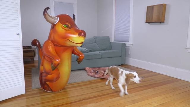 Puppy vs Giant Bull Prank: Cute Puppy Indie Battles Various Bulls!