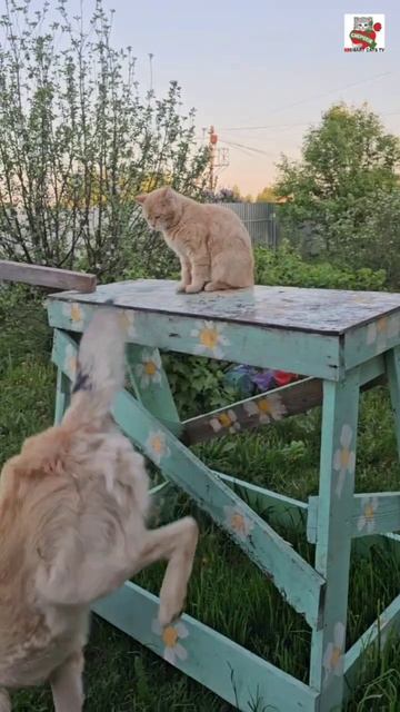 Бакс с Рыжулей хотел сыграть в царь горы 🗻👑😻❤️🐶