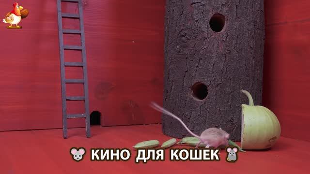 Видео для кошек про крысок развлекать питомцев 🐭🐀😂 (133)