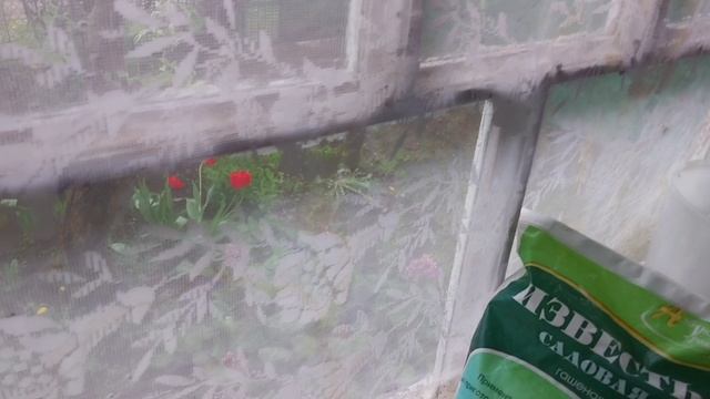 Дача/Посадки в теплице