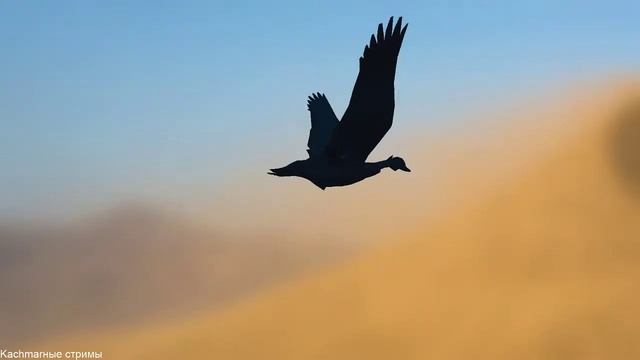 DUNE SEA - Релаксирующий симулятор полета гуся