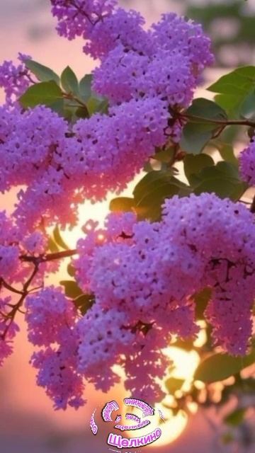 Доброе утро. ВидеоОткрытки