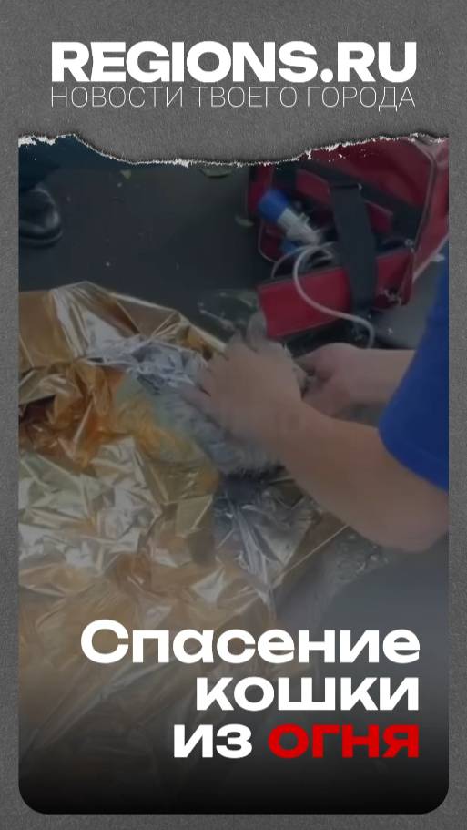 Спасение кошки из огня