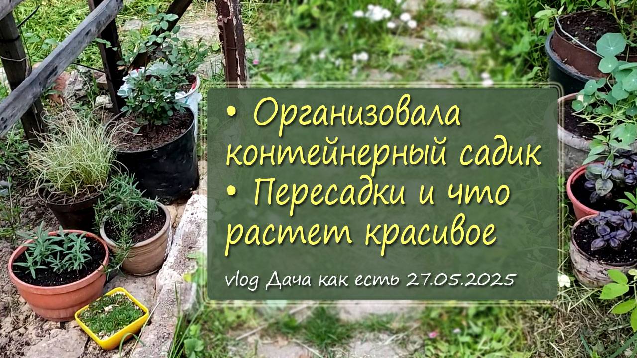 Что растет в контейнерах и не только, что само выросло и что сажаю / vlog дача как есть 27.05.2025