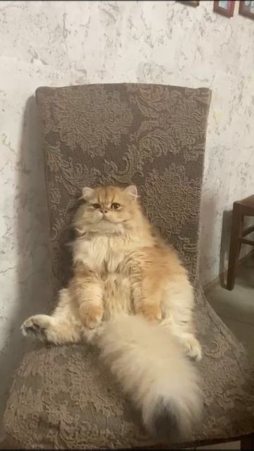 Наш красивый кот ❤️
