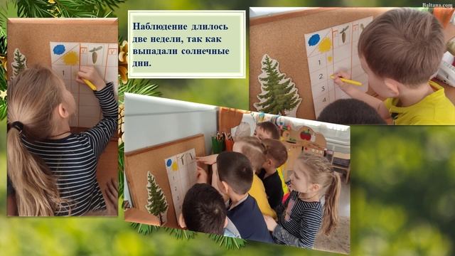 УДИВИТЕЛЬНЫЕ ШИШКИ