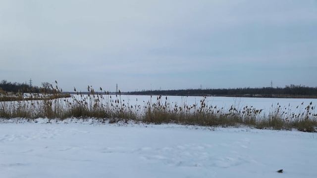 Камыш зимой