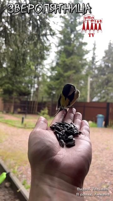 Петербурженка подружилась с синицей