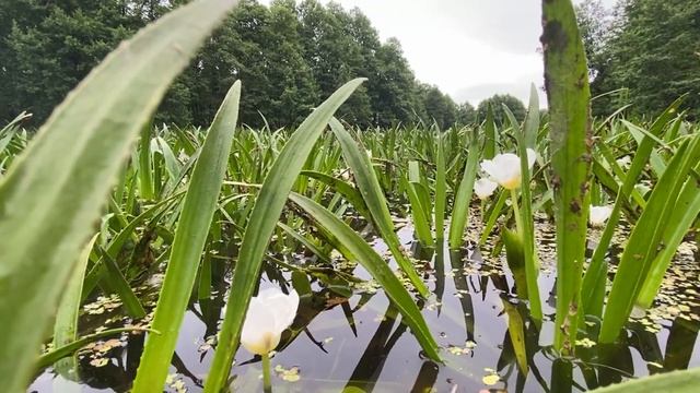В заповедной пойме: скрытая красота, сплав по Шижегде ?