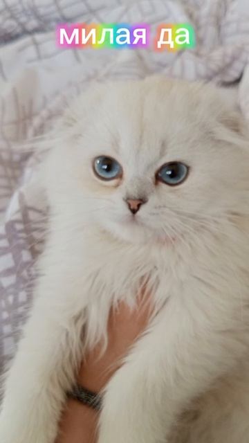 характер Маргоши😄🐱