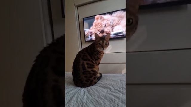 1000016008.mp4