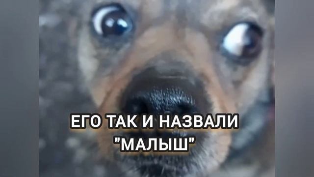 История Малыша. Как он попал ко мне. Ещё один мой спасё?