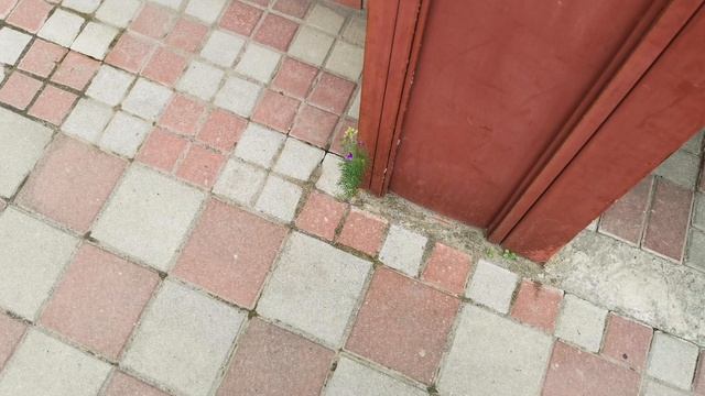Живокость полевая сорняк