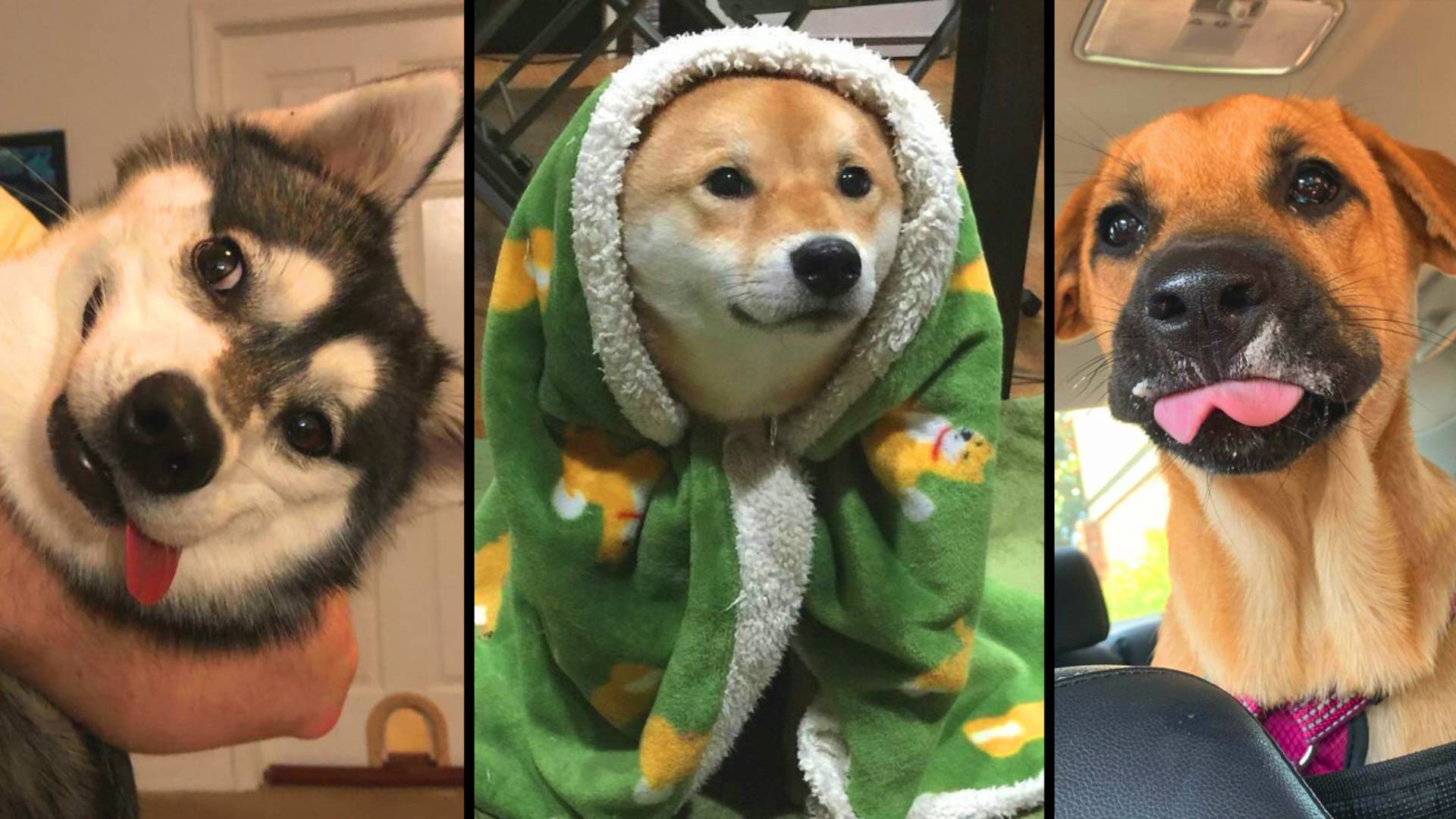 🔥 Самые смешные животные 😂 Приколы с котами и собаками 2025 😺🐶