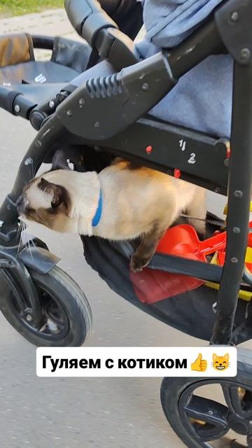 Гуляем с котом