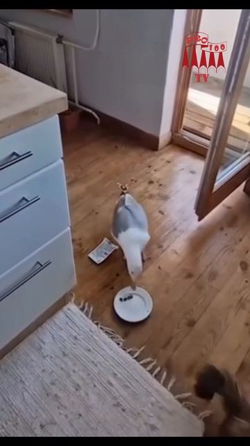Питерские чайки