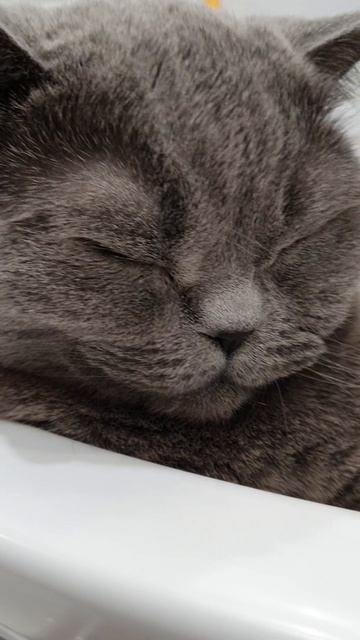 дача для кота