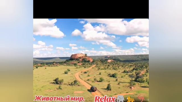 Животный мир.Relax