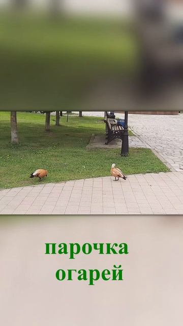 парочка огарей❤️