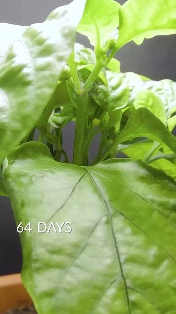 93 Days in 36 Seconds - Purple Bell Pepper #timelapse