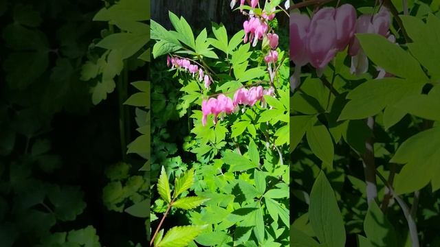VID_20250530_095217.mp4