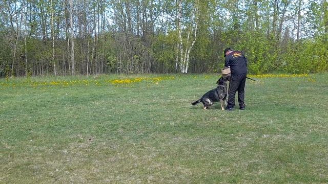 4.  выражено/пож INVICTUS MANEO ALTAY (Frist Orrylordblack – Zorkinhof Prada)