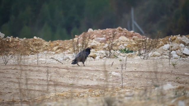 Ворон (Corvus corax), голос / Raven's calling