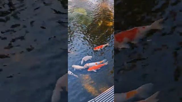 💞💞💞ПАРК ГАЛИЦКОГО 💞💞💞Cascada - Every Time We Touch (Dream Tunes Cover)