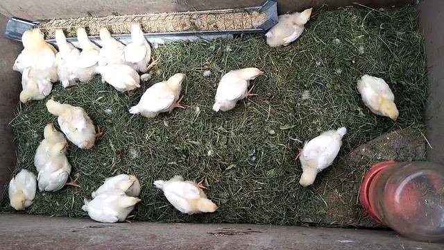 Цыплята. Кооб 500. День тринадцатый.