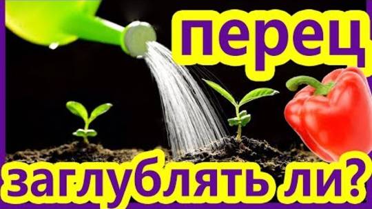 Уход за Рассадой Перца по Всем Правилам — Как Вырастить Крепкие и Здоровые Саженцы