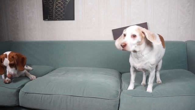 Dog Rescues Zombie Boy From Zombie School! Funny Dogs Maymo & Potpie vs Zombie Teacher