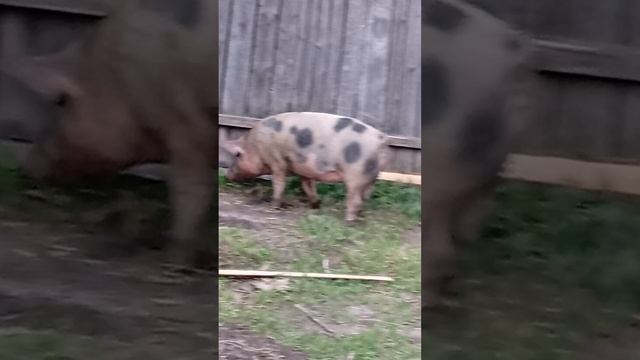 свинья едят