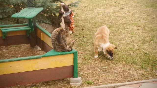 Кутёнок и кошка