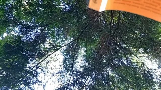 Читаю книгу в лесу, релакс на природе