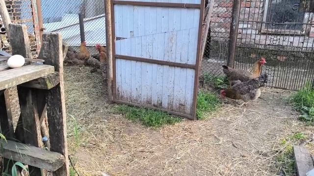 Что с огурцами.Магнитные бури и на коз влияют .Наши будни.
