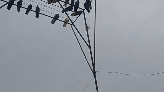1000043703.mp4