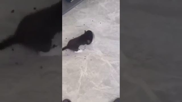 Домашние демоны голода 😋