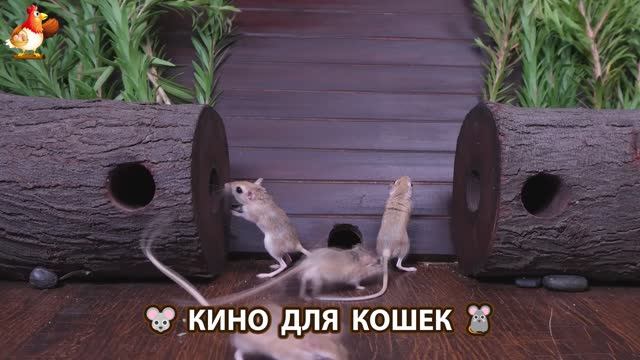 Видео для кошек про крысок развлекать питомцев 🐭🐀😂 (132)