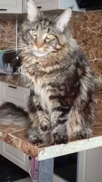 ЧТО ДУМАЕТ МОЙ КОТ ОБО МНЕ? 🐱😏