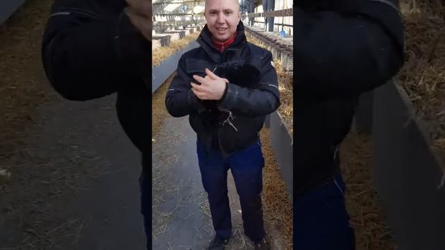 Норка ручная, самец. Mink my friend.