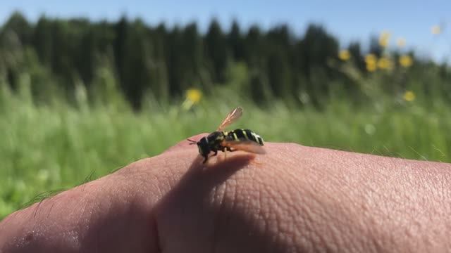 Цветущая поляна на берегу Вятки