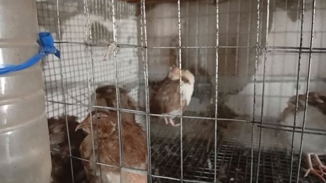 Как растут в сарае подросшие перепелята