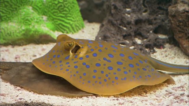 Экзотический аквариум #3 (Exotic aquarium)